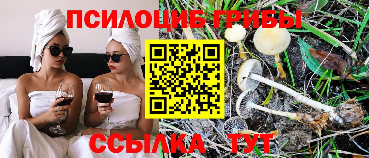 Галлюциногенные грибы Psilocybine cubensis  Вход с VPN  Будённовск 